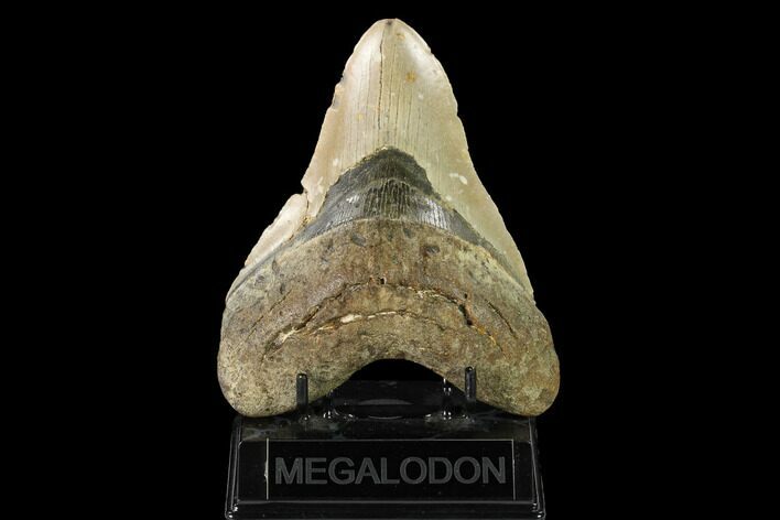 Fossil Megalodon Tooth - North Carolina #147512